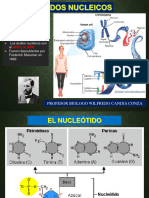 Acidos Nucleicos Final