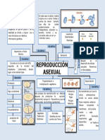 Mapa Conceptual de La Reproduccion Asexual