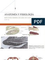 BAZO Anatomia y Fisiologia