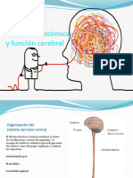 Estructura Anatómica y Función Cerebral