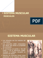 Sistema Muscular