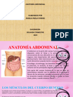 Anatomía Abdominal