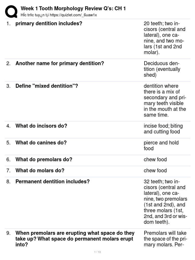 Tooth Morphology Review Questions | PDF | Dental Anatomy | Dentin