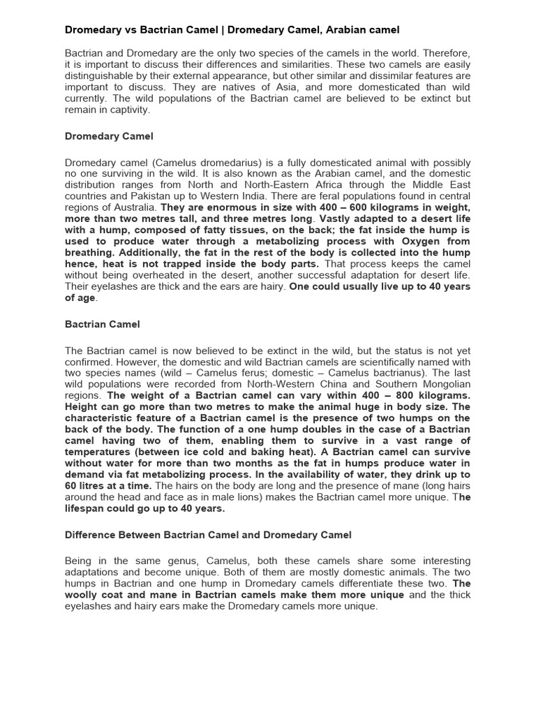 Dromedary Vs Bactrian Camel | PDF | Camel | Domesticated Animals