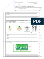Evaluare Sumativă "Plante"