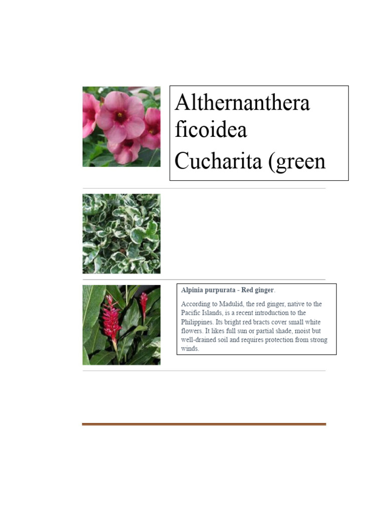 Ornamental Plants | PDF | Home & Garden