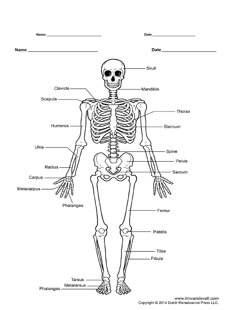 Full Skeleton Diagram | PDF