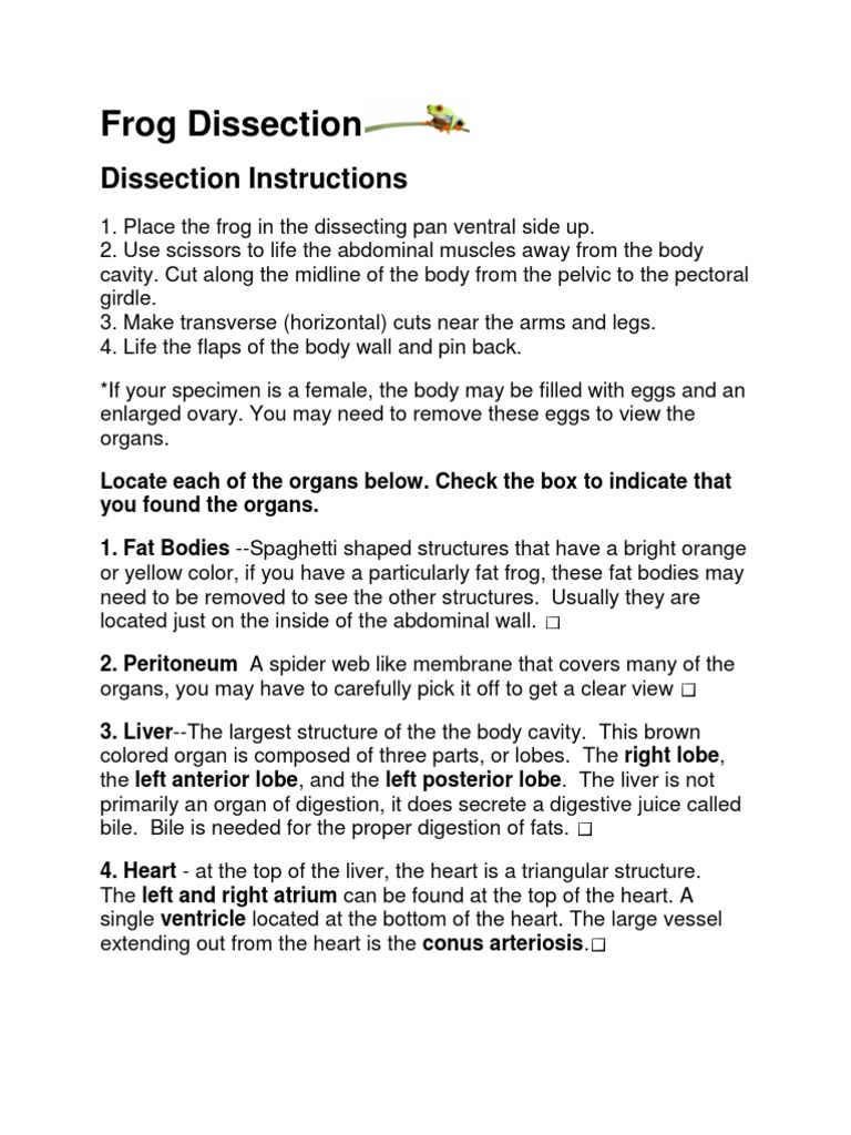 Frog Dissection Worksheet | PDF | Small Intestine | Stomach
