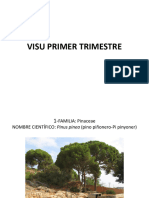 Visu Primer Trimestre Final