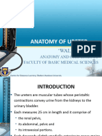 Anatomy of Ureter