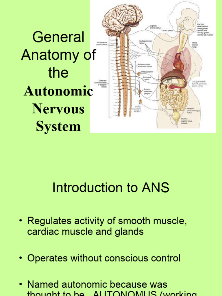 ANATOMY AND PHYSIOLOGY OF THE AUTONOMIC NERVOUS SYSTEM visual data 2