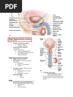 Male Reproductive System - Pearsons