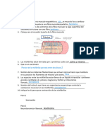 annotated-HOJA DE TRABAJO MUSCULO