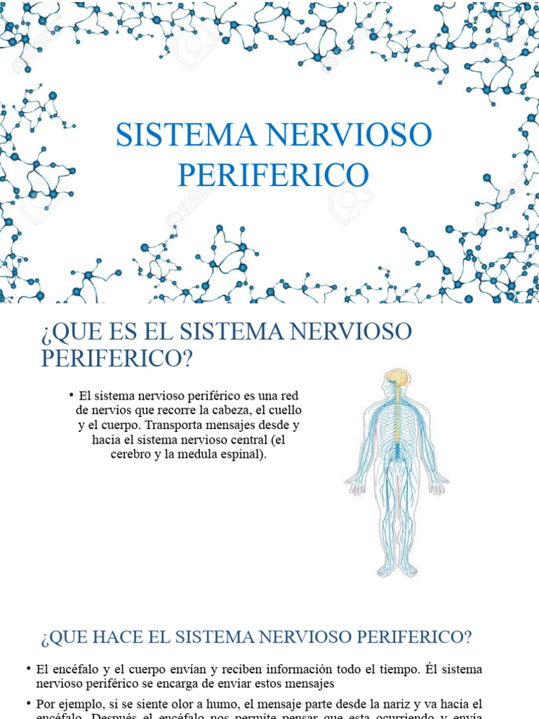 Funciones y Estructura del Sistema Nervioso Periférico | PDF
