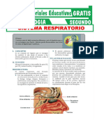 Sistema Respiratorio Actividad Biología II