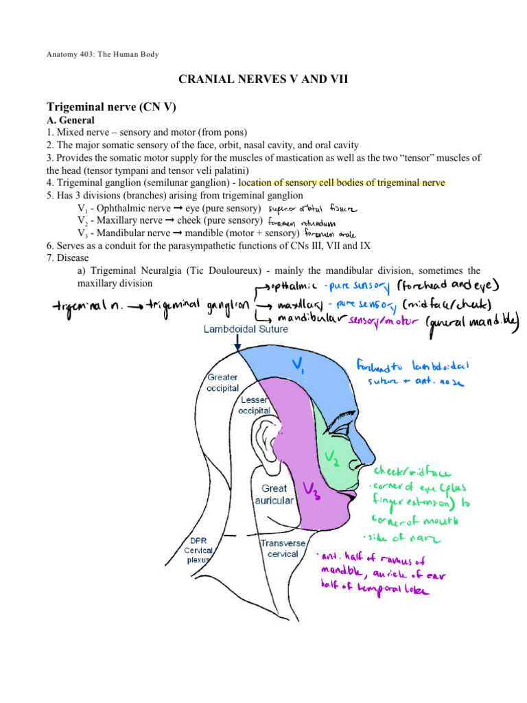 Medical Students' Cranial Nerves Guide | PDF | Human Anatomy | Human ...