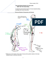 Functional and Clinical Anatomy of Lower Limb Lecture
