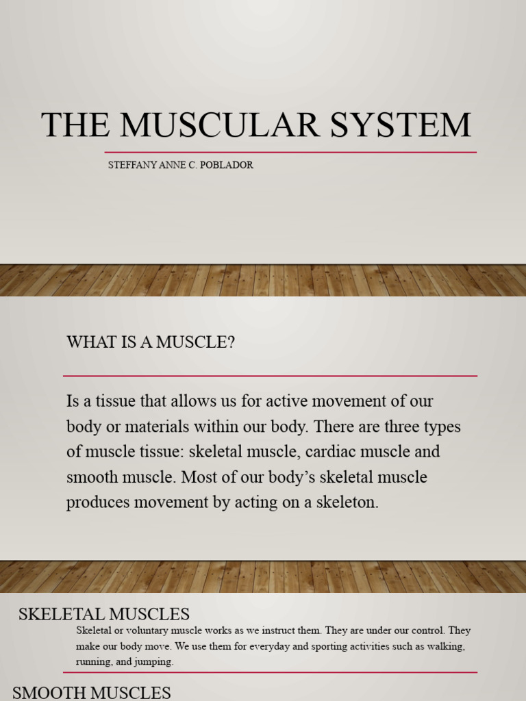 The Muscular System | PDF | Skeletal Muscle | Anatomical Terms Of Motion