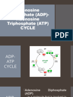 ADP ATP Cycle Photo Intro