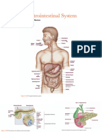 Pathology Notes - GI System