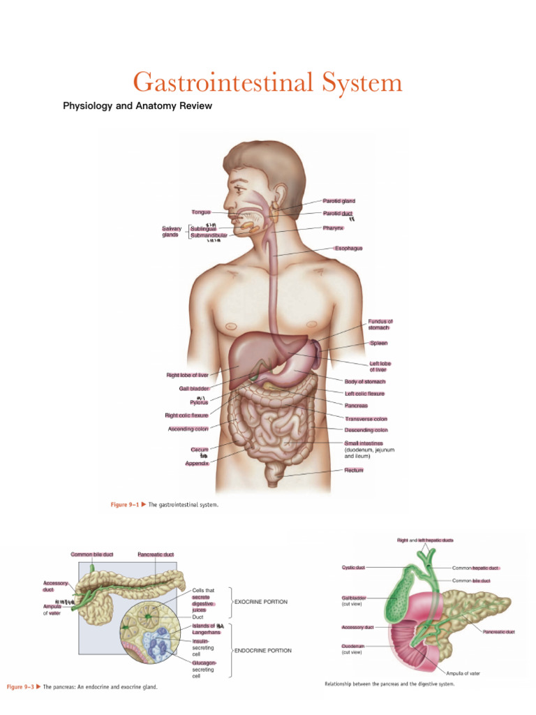 Pathology Notes - GI System | PDF | Esophageal Cancer | Human Tooth