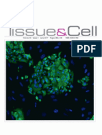 Protective Role of CoQ10 or L-carnitine on the Integrity of the Myocardium in Doxorubicin Induced Toxicity