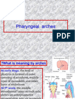 Pharyngeal Arches