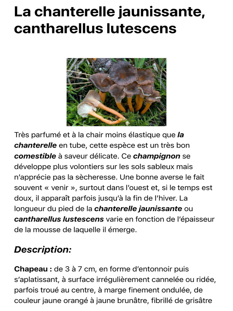 La Chanterelle Jaunissante, Cantharellus Lutescens PDF