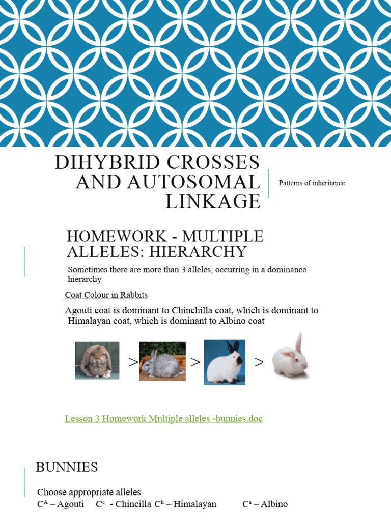 Lesson 4 Dihybrid Crosses | PDF | Genetic Linkage | Dominance (Genetics)