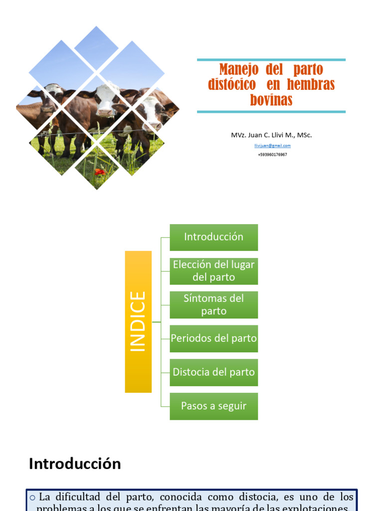 Distocia en Partos | PDF | Parto | Vacas