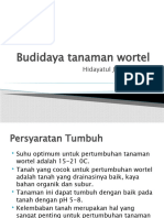 Budidaya Tanaman Wortel