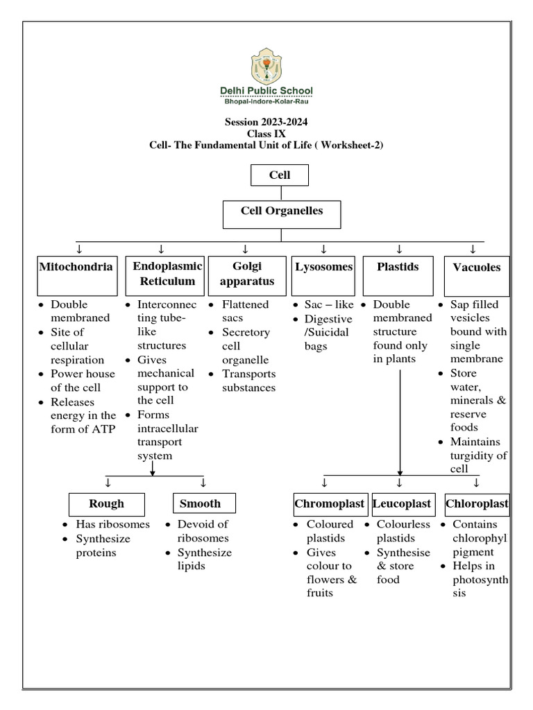 Cell Organelles Worksheet for Class IX | PDF | Endoplasmic Reticulum ...
