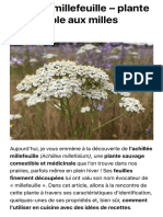 Achillée Millefeuille - Plante Comestible Aux Milles Usages ! - Plantes Sauvages Comestibles