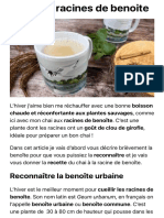 Chai Aux Racines de Benoite - Plantes Sauvages Comestibles