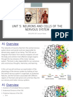 Unit 5 Notes - The Central Nervous System