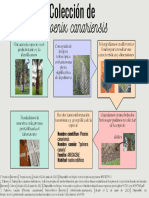 Diagramas de Herborización y Colección - 2