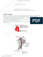 Arterias Principales de La Cabeza y El Cuello - Carótida - TeachMeAnatomy