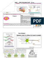 P 12 Fumetto Testo Da Distribuire