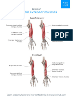 Worksheet Forearm Extensor Muscles Labeled