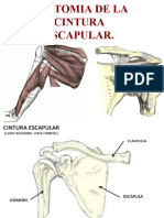 Anatomia de La Cintura Escapular. DR Benitez