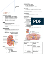 Urinary System