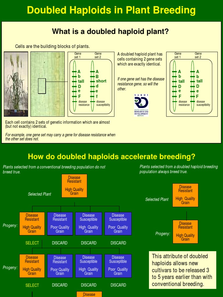 Accelerating Plant Breeding Through Doubled Haploids: Producing True ...