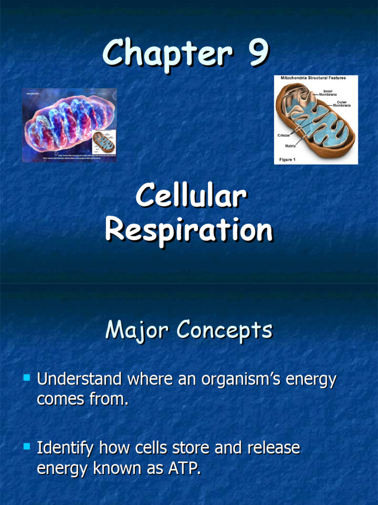 Cellular Respiration Pdf Cellular Respiration Adenosine Triphosphate