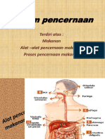 Sistem Pencernaan