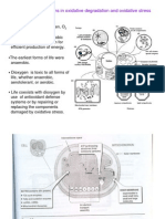 Oxidative Stress