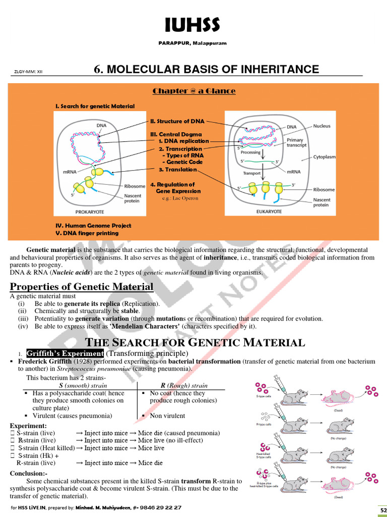Molecular Basis of Inheritance Notes | PDF | Operon | Ribosome