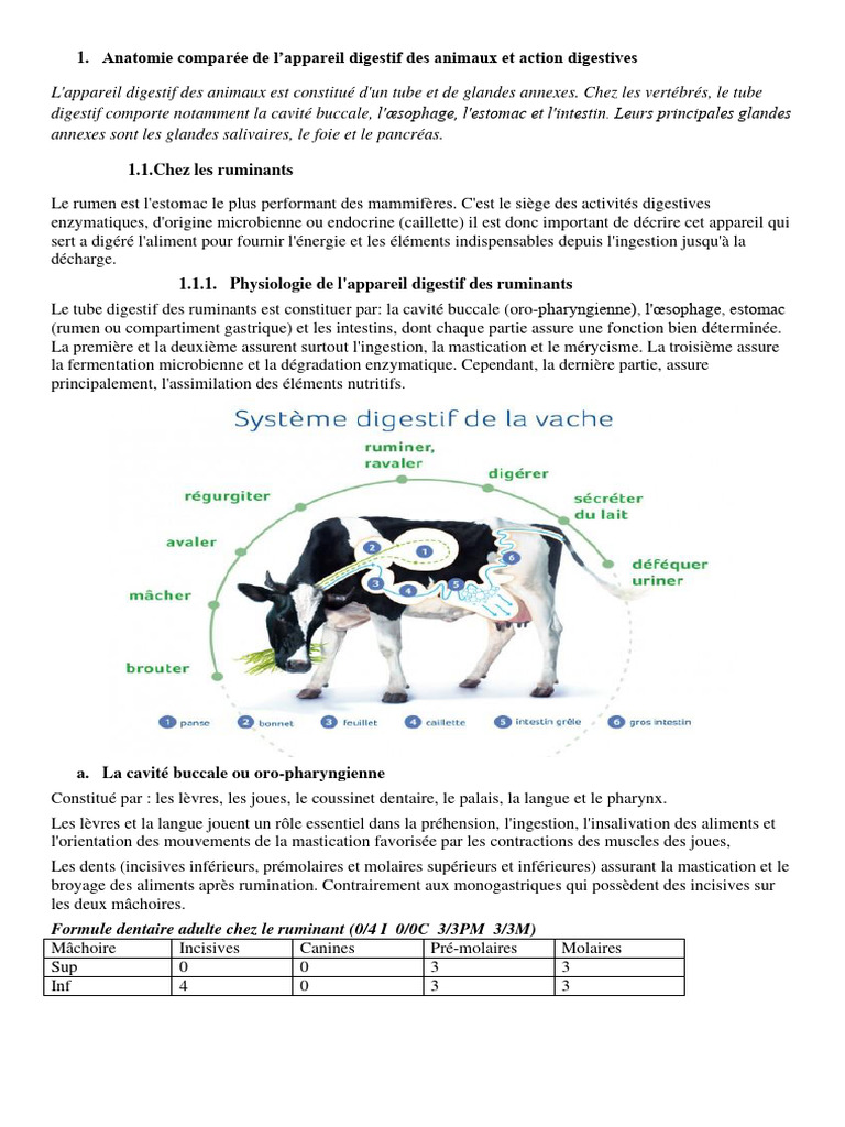 Anatomie de l'appareil digestif ruminant | PDF | Estomac | Tractus ...