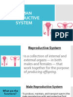 Human Reproductive System