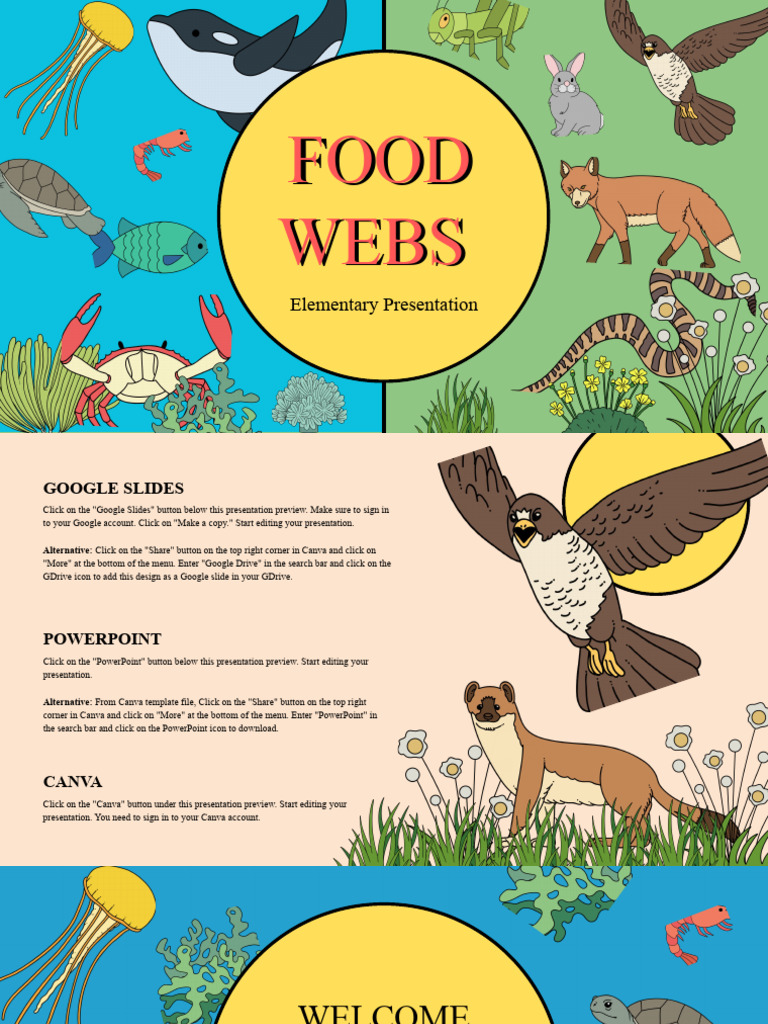 Illustrated Food Webs For Elementary Presentation Biology Diagrams