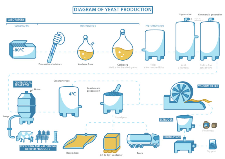 Yeast Production Process Diagram | PDF | Yeast | Chemistry